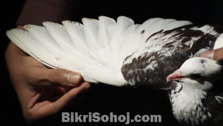 এক জোড়া রানিং গিরিবাজ কবুতর - ১০০% সুস্থ